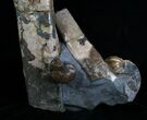 Baculite & Ammonite Specimen - South Dakota #6099-3